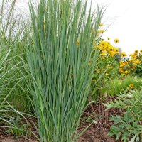 Panicum virgatum Northwind 1