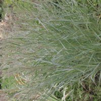 Panicum virgatum Prairie Skies