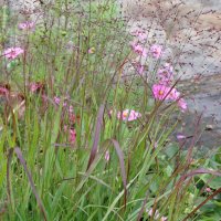 Panicum virgatum Shennandoah