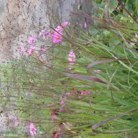 Panicum virgatum  Shenandoah