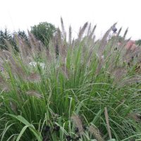 Pennisetum alopecuroides Cassian