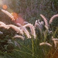 Pennisetum orientale im Morgenlicht