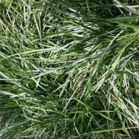 Sesleria nitida
