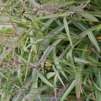 Spodiopogon sibiricus