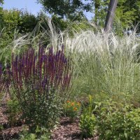 Stipa barbata