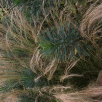 Stipa tenuissima