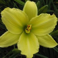 Green Flutter