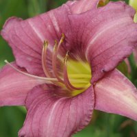 Lavender Organdi
