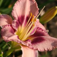 Orchid Candy