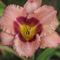 Taunus Pink Candy