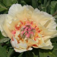 Intersektionelle Pfingstrose Border Charm