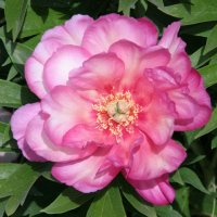 Intersektionelle Pfingstrose Julia Rose