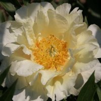 Intersektionelle Pfingstrose Lemon Dream