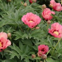 Intersektionelle Pfingstrose Old Rose Dandy