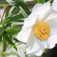 Paeonia emodii