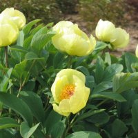 Paeonia mlokosewitschii