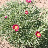 Paeonia officinalis