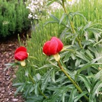 Paeonia peregrina