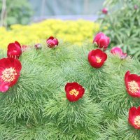Paeonia tenuifolia
