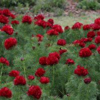 Paeonia tenuifolia Flore Plena