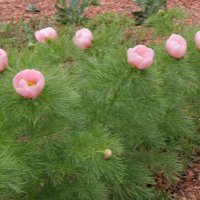Paeonia tenuifolia Rosea