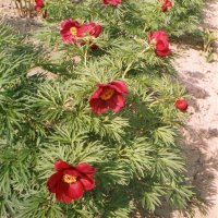 Paeonia x smouthii