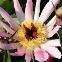 Staudenpfingstrose Daisy Coronet