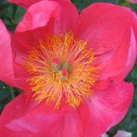 Staudenpfingstrose Flame