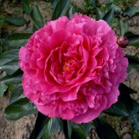 Staudenpfingstrose June Rose