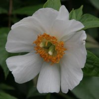 Staudenpfingstrose Late Windflower
