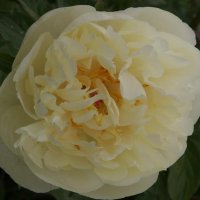 Staudenpfingstrose Lemon Chiffon