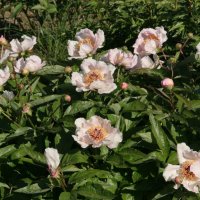Staudenpfingstrose Mei Fleuri