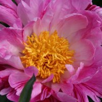 Staudenpfingstrose Pink Salutation