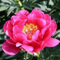 Staudenpfingstrose Raspberry Charm