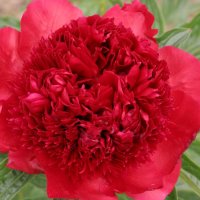 Staudenpfingstrose Red Charm