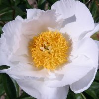 Staudenpfingstrose Virginia Dare