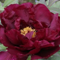 Strauchpfingstrose Burgundy Wine
