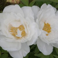 Strauchpfingstrose Hakuojishi
