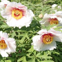 Strauchpfingstrose Helen Martin