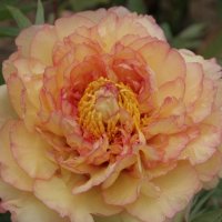 Strauchpfingstrose Kinkaku