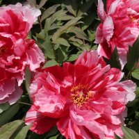 Strauchpfingstrose Shima Nishiki