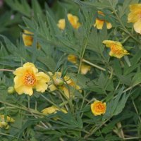 Strauchpfingstrose Yellow Queen