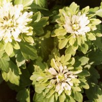 Anemone nemorosa Amelia