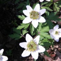 Anemone nemorosa Green Fingers