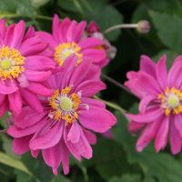 Anemone x Bressingham Glow