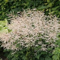 Aruncus Woldemort Maier