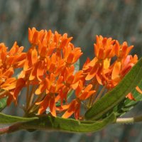 Asclepias tuberosa