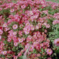 Aster Alma Pötschke