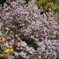 Aster Blütenregen