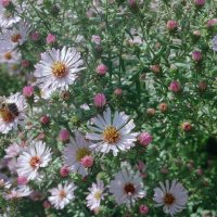 Aster Esther
